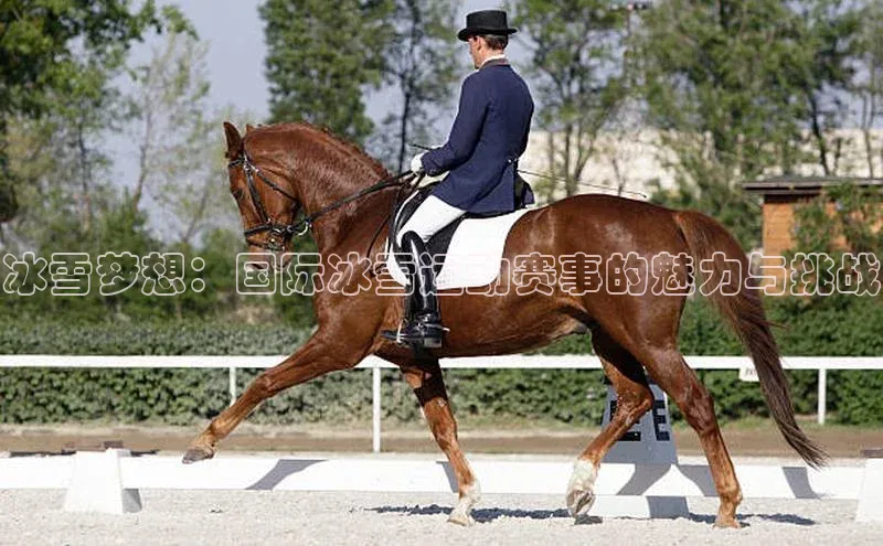 冰雪梦想：国际冰雪运动赛事的魅力与挑战